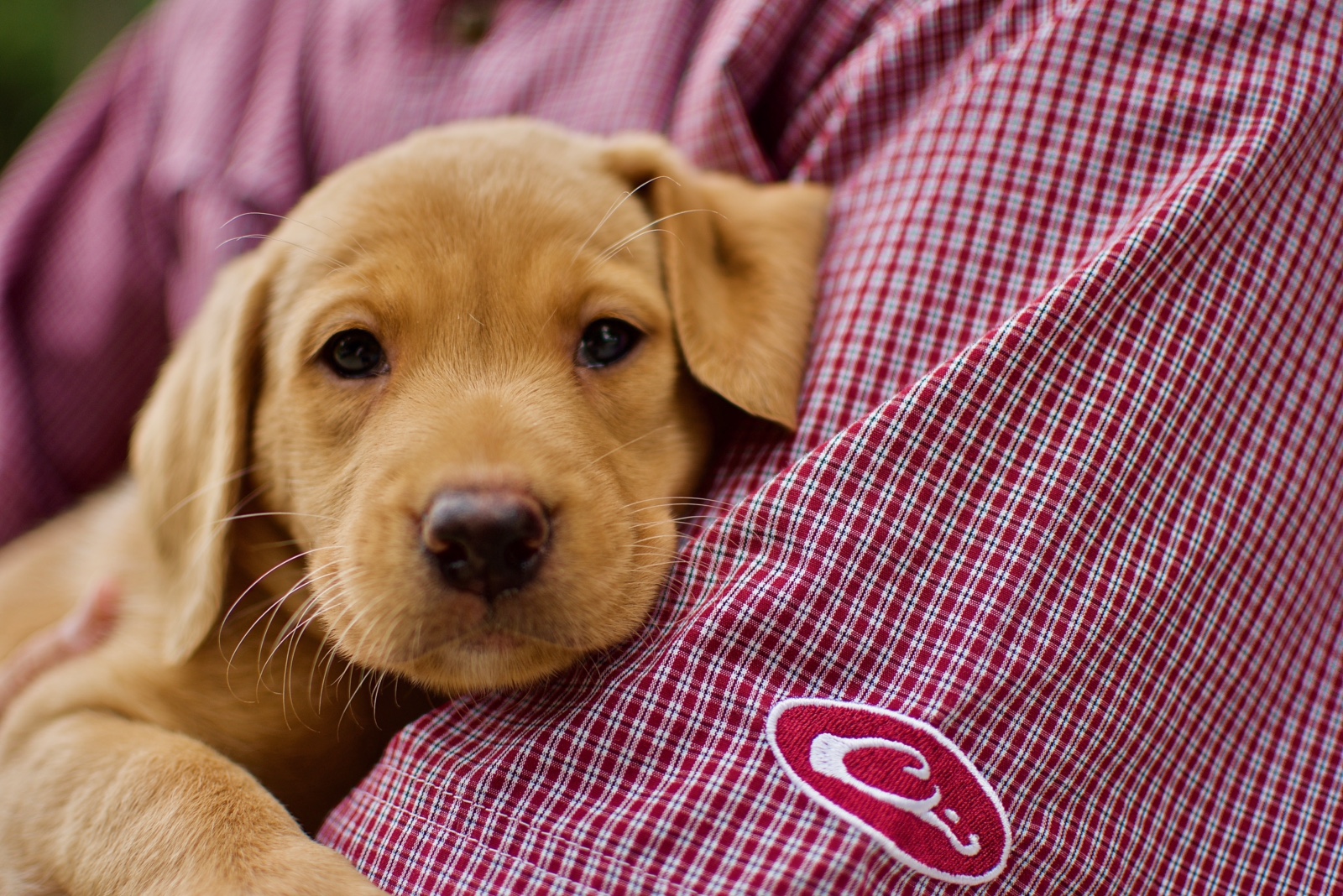 Marty Roberts' passion for dog training puts Sporting Life Kennels on ...