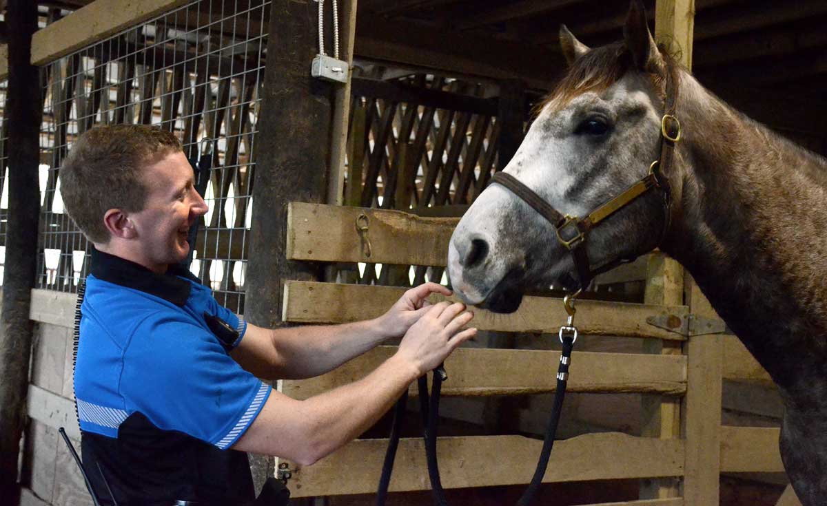 OPD horse fleet helps with crowd control on the Square