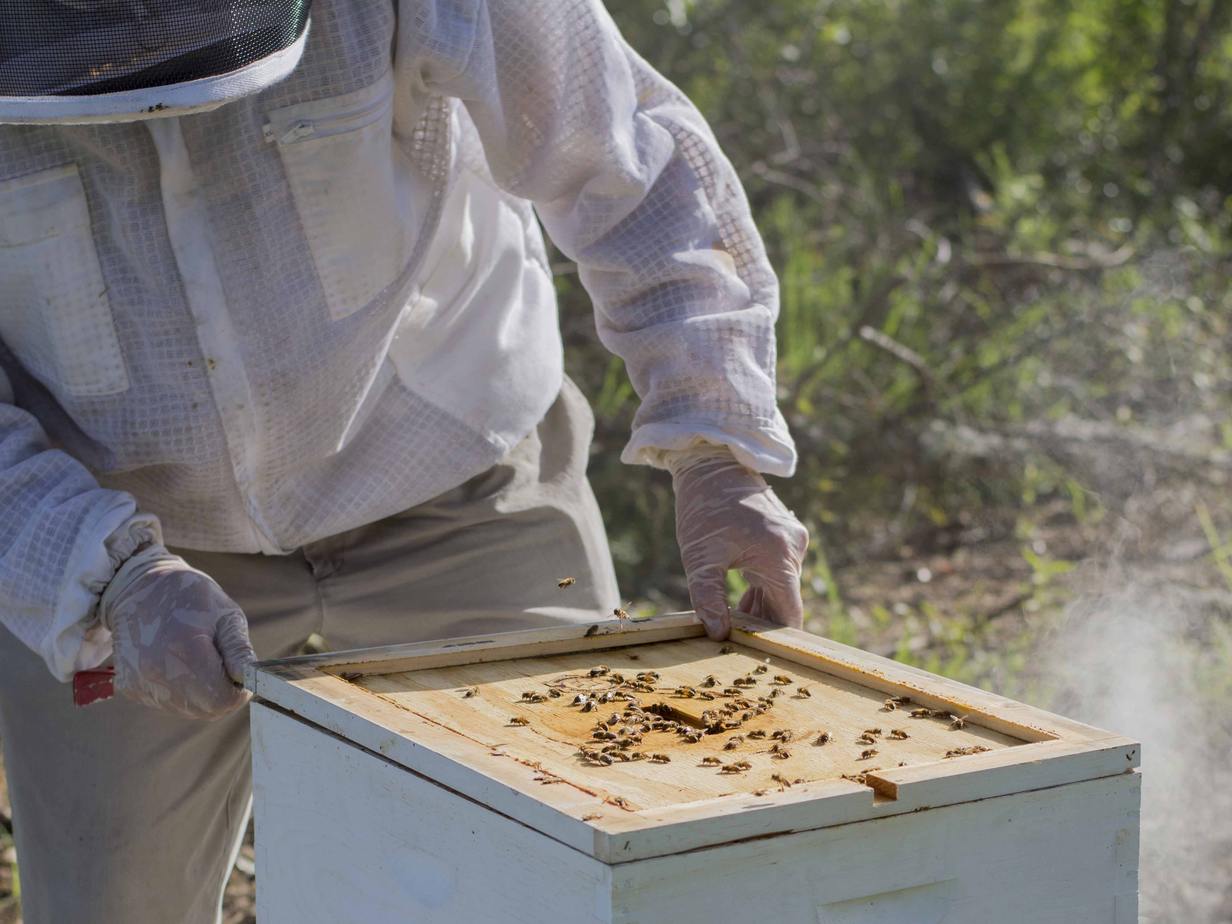 Honors College dean shares love of beekeeping with student club