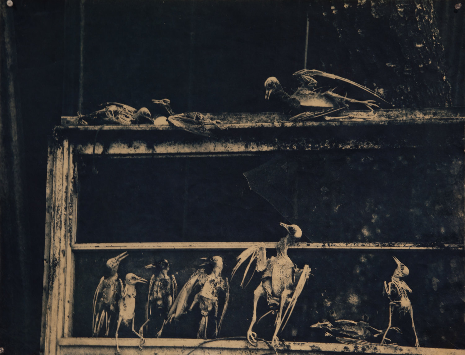 "Danse Macabre" by Jaime Aelavanthara