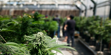 Mississippi votes to legalize medical marijuana