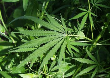 UM launches first-ever clinical trial on medical cannabis for diabetic nerve pain