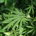 UM launches first-ever clinical trial on medical cannabis for diabetic nerve pain