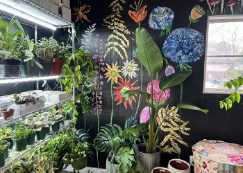 Bring spring to your home with a houseplant
