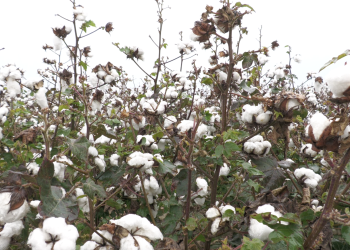 cotton field