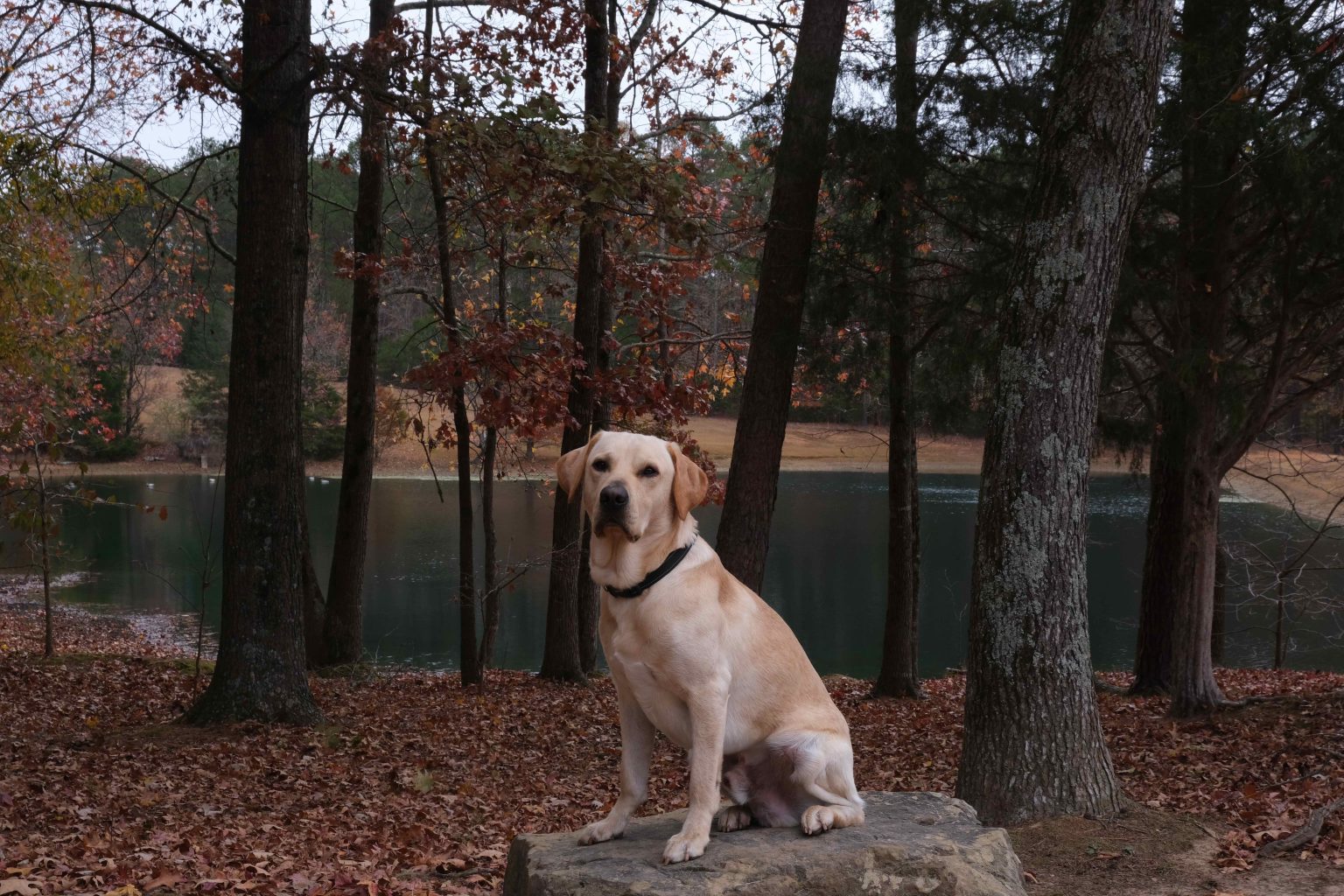 A day in the life of Juice Kiffin the dog, the myth, the legend The