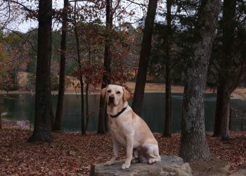 A day in the life of Juice Kiffin: the dog, the myth, the legend