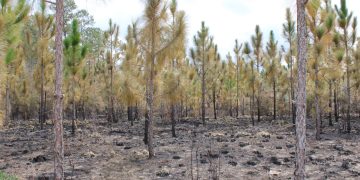 Longleaf pine comeback makes Mississippi forests more climate resilient