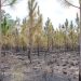 Longleaf pine comeback makes Mississippi forests more climate resilient