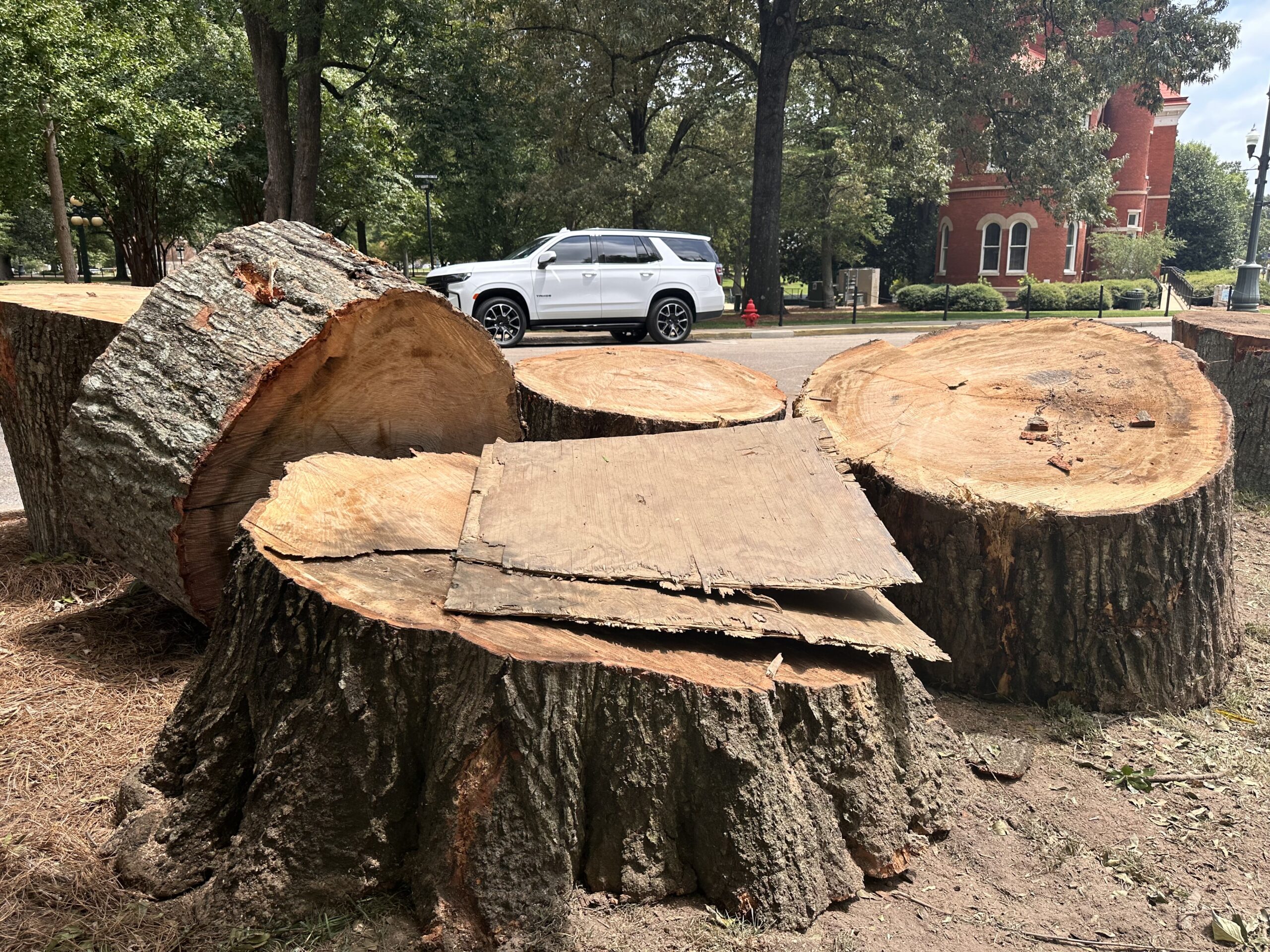 Ageing UM trees are being felled