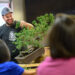 Zach Adamz: UM faculty by day, certified bonsai master by night