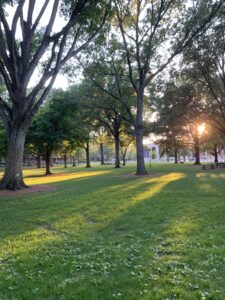 Grove trees cared for by the Department of Landscaping Services. Photo courtesy: Jillian Russell