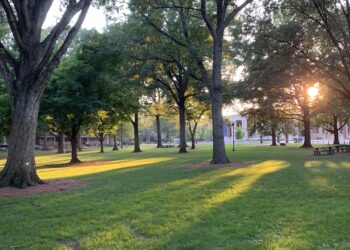 Grove trees cared for by the Department of Landscaping Services. Photo courtesy: Jillian Russell
