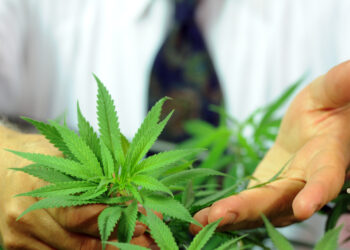 UM cannabis contract up in smoke