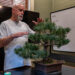 Bonsai experts share insights at Magnolia State Bonsai Club showcase