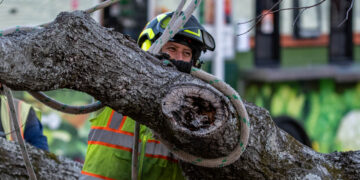 Landscape workers clear the way for campus regrowth