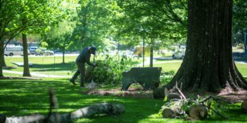 Ole Miss flora plots rebirth with 29 new trees