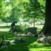 Ole Miss flora plots rebirth with 29 new trees