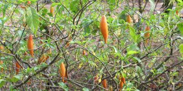 Mississippi lawmaker looks to clear the haze on ibogaine