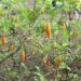 Mississippi lawmaker looks to clear the haze on ibogaine