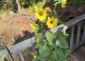 A college student’s guide to gardening
