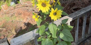A college student’s guide to gardening
