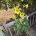 A college student’s guide to gardening