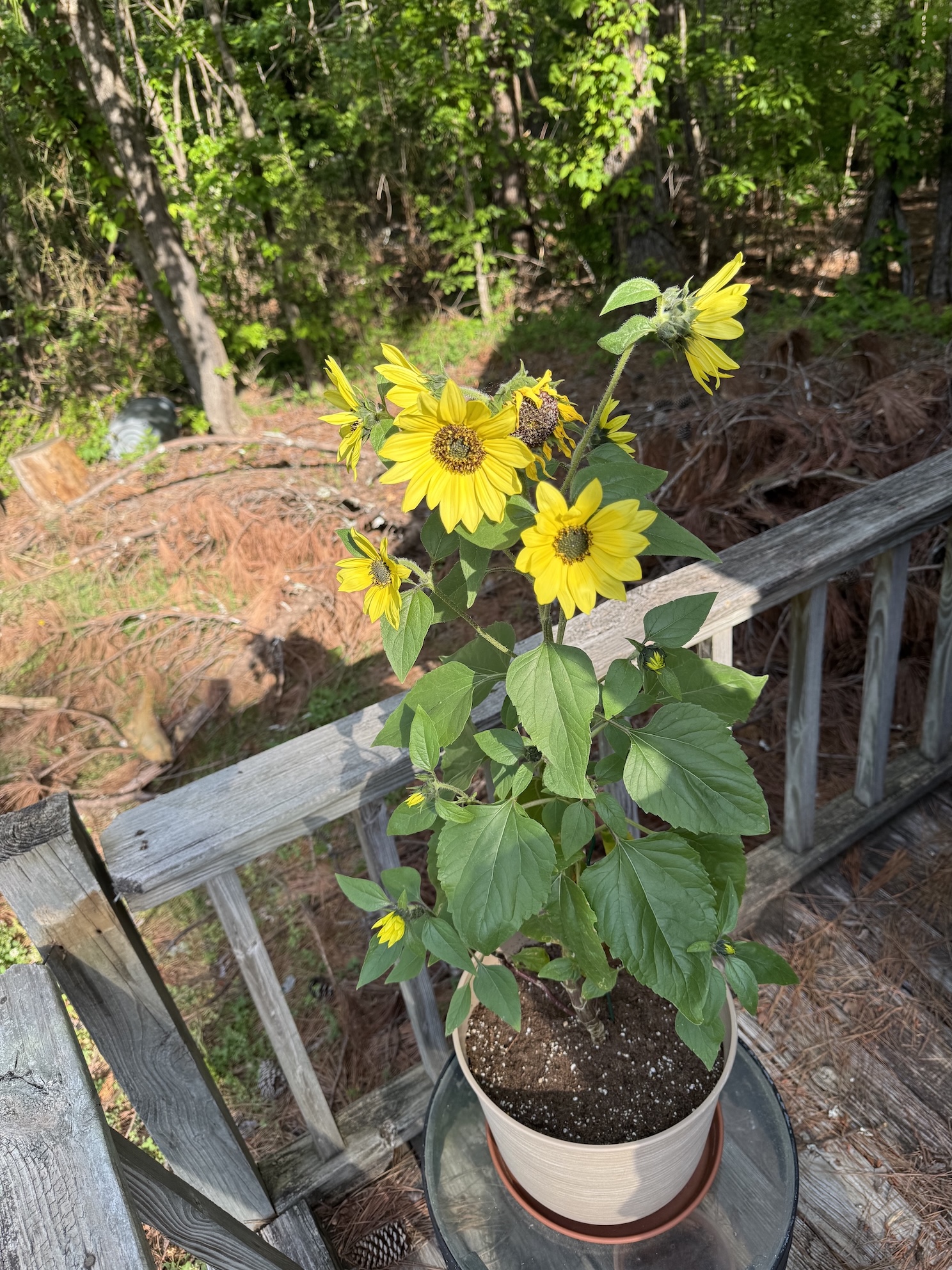 A college student’s guide to gardening